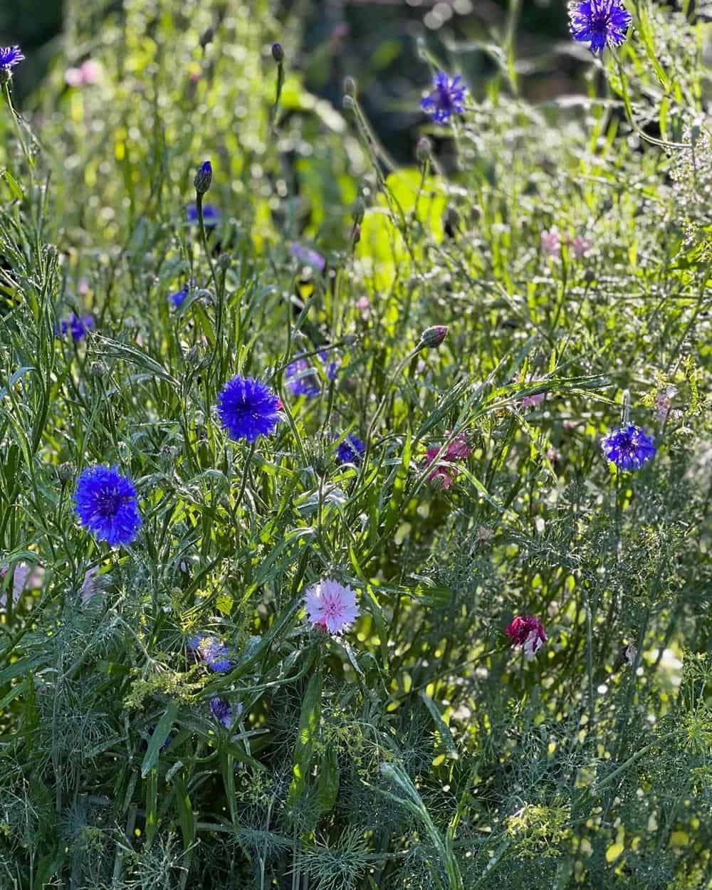 Cornflowers in a field