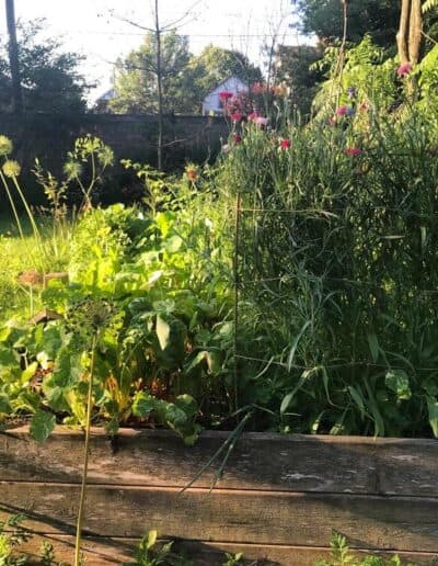 A garden of herbs and flowers