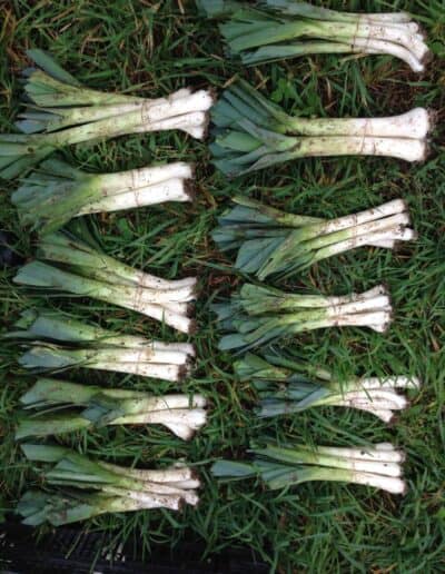 Fresh picked leeks