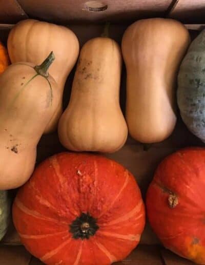 Different types of squash