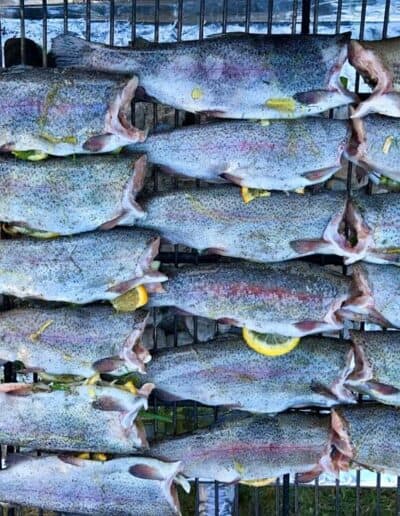 rainbow trout on grill