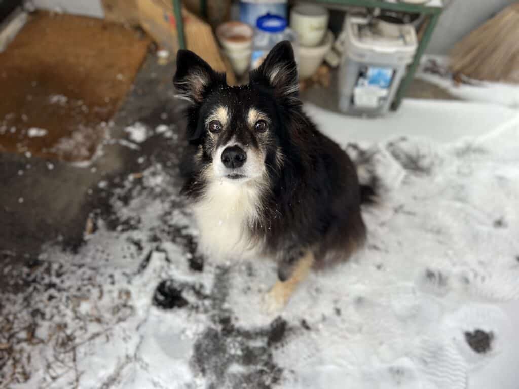 Dog in winter sitting