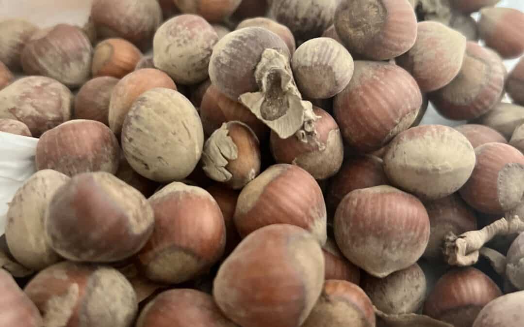 pile of whole hazelnuts